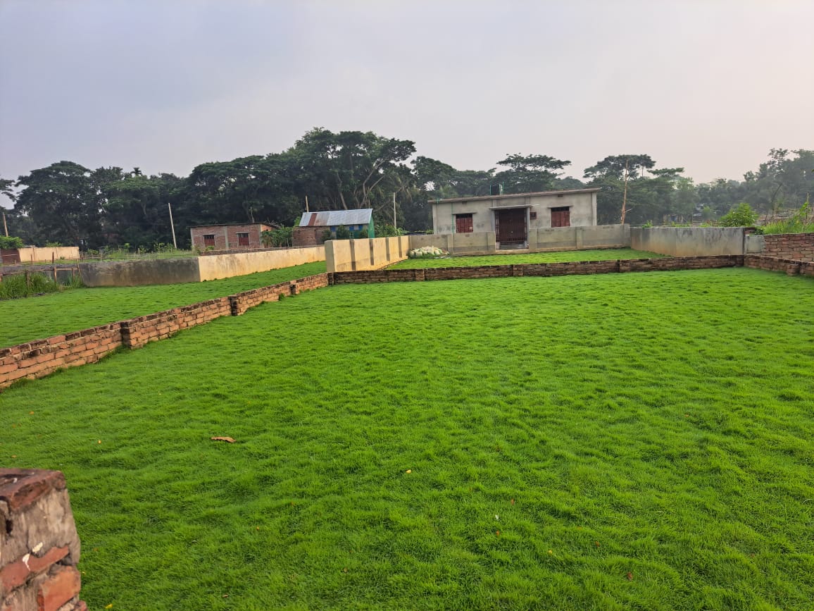 Mexican Bermuda Carpet Grass - Image 4