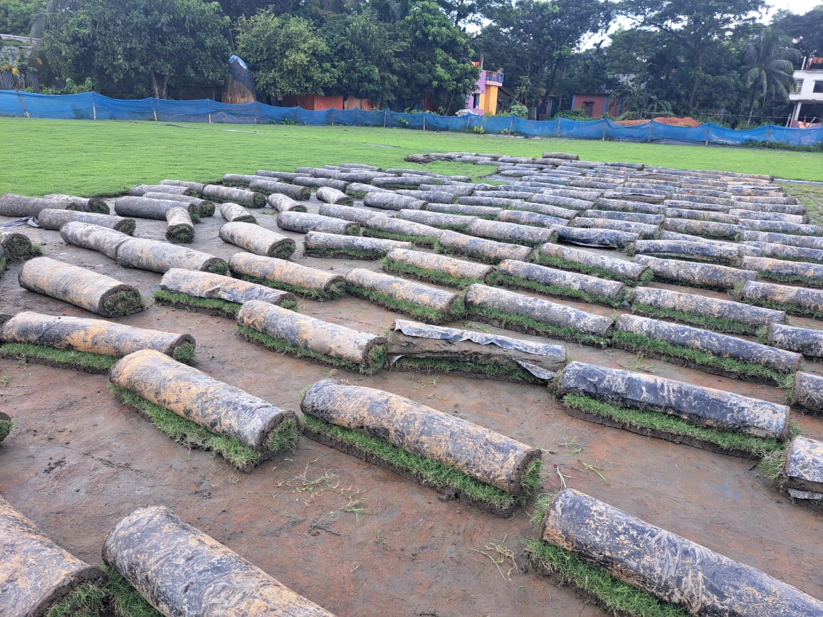 Mexican Bangla Carpet Grass - Image 4